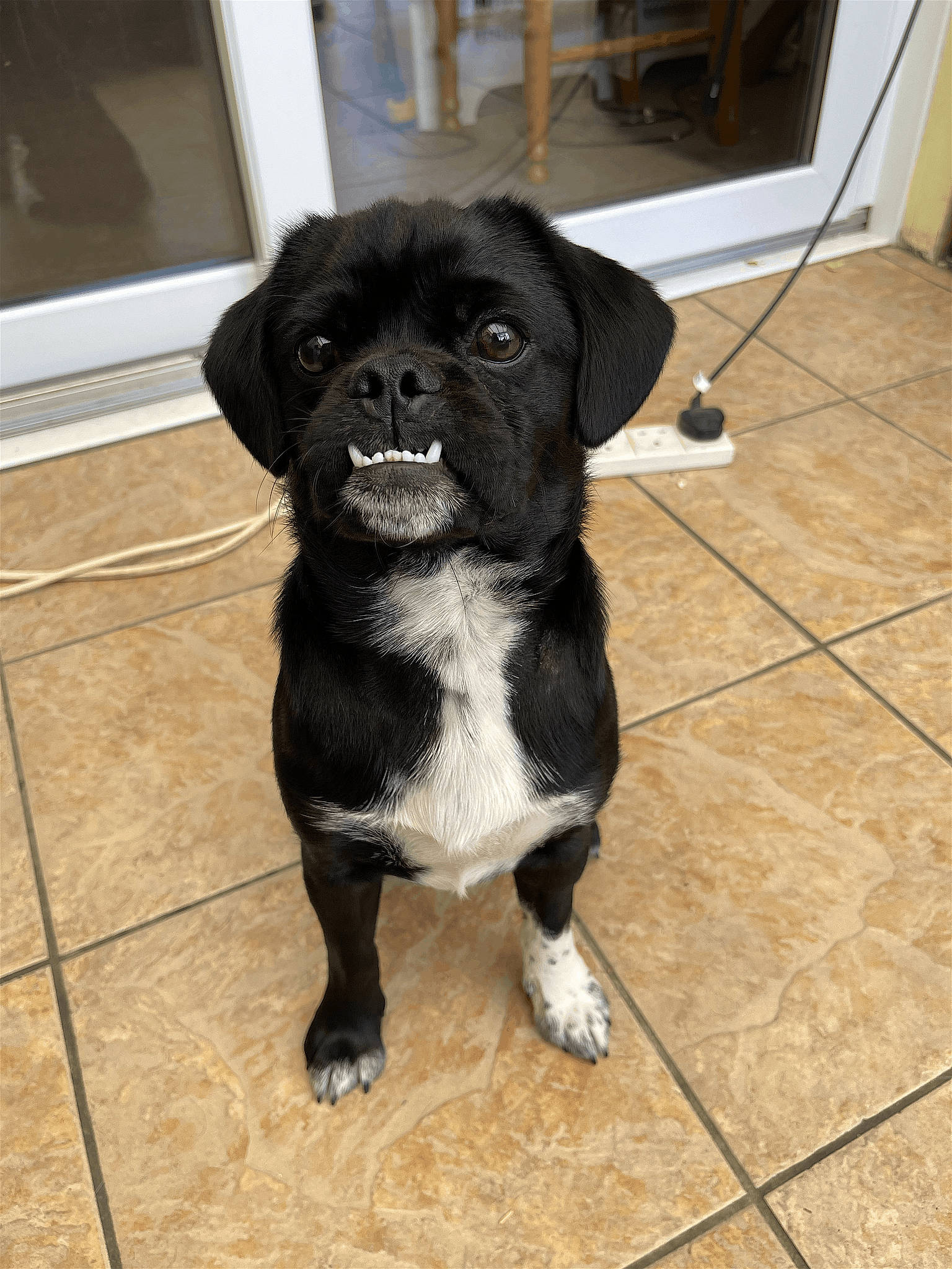 Sully is registered to the contest to win money with this photo: borador, canidae, carnivore, claw, companion_dog, dog, dog_breed, fawn, flooring, foot, fur, hardwood, liver, non_sporting_group, snout, sporting_group, tail, terrestrial_animal, tile_flooring, working_animal