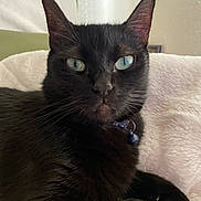 Bibi is registered to the contest to win money with this photo: cat, black_cat, pet, indoor, collar, bell, feline, animal, soft_blanket, resting, close_up, portrait, green_eyes, whiskers, paw, cozy, comfortable, fur, relaxed, domestic_animal