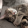 Aïko a rejoint le concours — aidez-le/la à gagner de superbes lots ! animal, blanket, cat, closeup, cozy, cute, domestic, feline, fur, indoors, nap, paw, peaceful, pet, relaxation, rest, sleeping, soft, tabby, whiskers