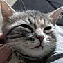 cat, kitten, close_up, pet, animal, tabby, fur, whiskers, ears, face, cute, domestic_animal, pink_nose, sleepy, hand, scratching, comfort, content, indoor, feline