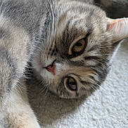 Aïko participe au concours pour gagner de l'argent avec cette photo : animal, carpet, cat, close_up, cute, domestic_animal, feline, fur, indoor, lying_down, mammal, paw, pet, portrait, relaxed, sleepy, soft, tabby, whiskers, yellow_eyes