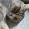 animal, carpet, cat, close_up, cute, domestic_animal, feline, fur, indoor, lying_down, mammal, paw, pet, portrait, relaxed, sleepy, soft, tabby, whiskers, yellow_eyes