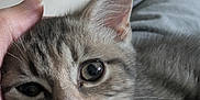 Aïko a rejoint le concours — aidez-le/la à gagner de superbes lots ! cat, kitten, tabby, close_up, pet, animal, fur, whiskers, ear, eye, hand, cute, domestic_animal, mammal, young, indoor, soft_light, portrait, feline, cozy