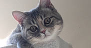Aïko participe au concours pour gagner de l'argent avec cette photo : animal, cat, close_up, curious, cute, domestic_cat, ears, eyes, face, feline, gray_cat, indoor, ledges, looking_up, paws, pet, resting, soft_texture, tabby_cat, whiskers