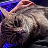 animal, blue_light, cat, close_up, companion, cozy, domestic_cat, ears, feline, fur, human_arm, indoor, nose, pet, purple_light, relaxing, resting, sleepy, tabby, whiskers