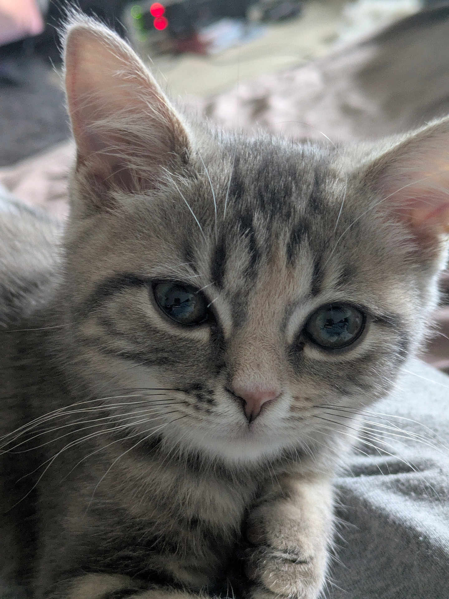 Aïko a rejoint le concours — aidez-le/la à gagner de superbes lots ! kitten, cat, close_up, gray_tabby, whiskers, ears, fur, cute, pet, animal, face, eyes, nose, paw, indoor, soft, young, feline, resting, cozy