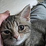 Aïko participe au concours pour gagner de l'argent avec cette photo : cat, kitten, tabby, close_up, pet, animal, fur, whiskers, ear, eye, hand, cute, domestic_animal, mammal, young, indoor, soft_light, portrait, feline, cozy