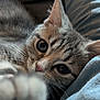 Aïko a rejoint le concours — aidez-le/la à gagner de superbes lots ! kitten, cat, close_up, tabby, paw, fur, whiskers, cute, pet, animal, eyes, nose, indoor, snuggling, soft, feline, young, portrait, curious, relaxed