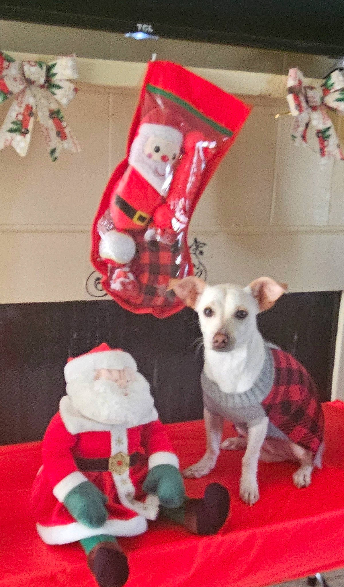 Major is registered to the contest to win money with this photo: carmine, carnivore, companion_dog, dog, dog_breed, dog_supply, event, fawn, fur, holiday, linens, pattern, plush, red, room, stuffed_toy, tail, toy, white, working_animal