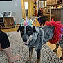 Mac joined the competition — help win amazing prizes! dog, costume, tutu, unicorn_headband, living_room, rug, hardwood_floor, kitchen, furniture, pet, playful, indoor, barefoot, person_leg, portrait, smiling, multicolored, decor, family_home, flooring