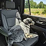 Mac joined the competition — help win amazing prizes! dog, blue_merle, car_interior, passenger_seat, leather_seat, window, countryside, sunlight, looking_out, relaxed, travel, road_trip, companion, fur, tail, paw, headrest, door_panel, nature_view, seatbelt