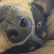 Mac joined the competition — help win amazing prizes! dog, nose, muzzle, close_up, whiskers, eye, fur, snout, pet, indoor, couch, portrait, brown_fur, black_fur, texture, macro, sleeping, relaxed, nostril, canine