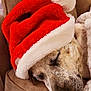 dog, sleeping, santa_hat, couch, close_up, pet, cozy, fur, nose, whiskers, holiday, plush, blanket, relaxed, domestic, interior, head, closed_eyes, festive, portrait
