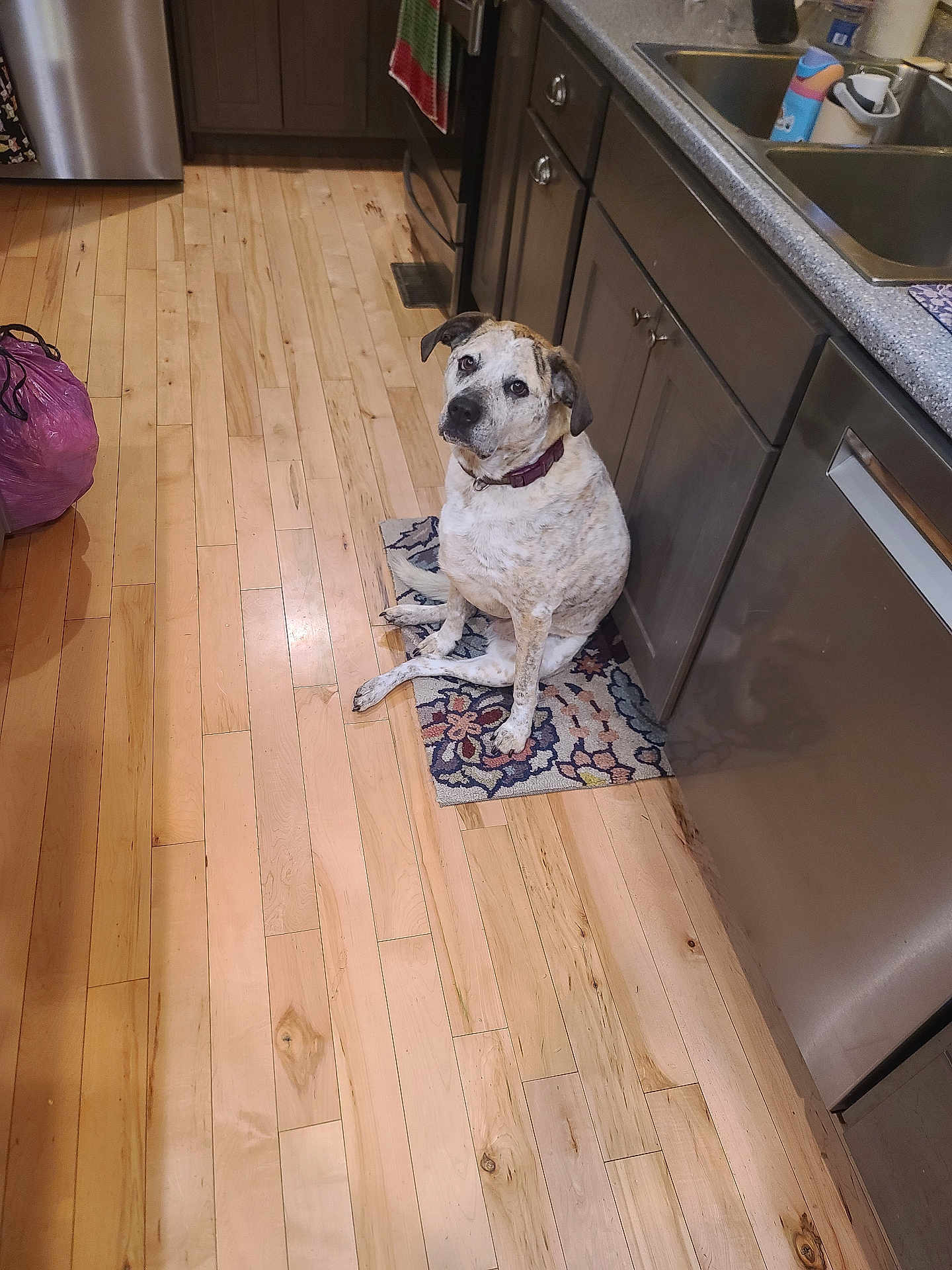 Kora joined the competition — help win amazing prizes! dog, pet, kitchen, hardwood_floor, rug, cabinets, sink, dishwasher, stainless_steel, countertop, collar, sitting, looking_up, indoor, home_interior, floor_mat, appliance, light_wood, mixed_breed, curious