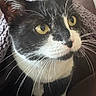 Jibbzy joined the competition — help win amazing prizes! cat, black_and_white, yellow_eyes, whiskers, close_up, pet, indoor, knitted_blanket, feline, curious, animal, domestic_cat, face, ears, nose, fur, sitting, cozy, looking_up, soft_texture