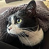 Jibbzy joined the competition — help win amazing prizes! cat, close_up, black_and_white, whiskers, yellow_eyes, knitted_blanket, cozy, indoor, pet, fur, face, animal, portrait, curious, soft_texture, feline, resting, cute, warm, domestic