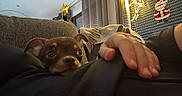 Alba a rejoint le concours — aidez-le/la à gagner de superbes lots ! puppy, dog, brown_dog, pet, animal, face, eyes, ears, couch, sofa, living_room, person, foot, hand, blanket, curtains, window, christmas, holiday_decorations, indoor