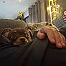 puppy, dog, brown_dog, pet, animal, face, eyes, ears, couch, sofa, living_room, person, foot, hand, blanket, curtains, window, christmas, holiday_decorations, indoor
