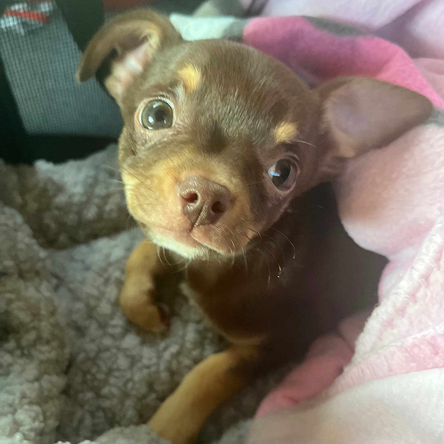 Alba participe au concours pour gagner de l'argent avec cette photo : puppy, dog, brown_dog, small_dog, portrait, close_up, floppy_ears, large_eyes, nose, fur, pet, blanket, pink_blanket, gray_blanket, indoors, cozy, cute, sitting, looking_at_camera, animal