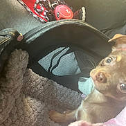 Alba a rejoint le concours — aidez-le/la à gagner de superbes lots ! puppy, dog, brown_dog, small_dog, pet, animal, face, eyes, nose, tongue, harness, leash, blanket, carrier, car_interior, travel, cozy, sitting, portrait, indoors