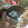puppy, dog, brown_dog, small_dog, pet, animal, face, eyes, nose, tongue, harness, leash, blanket, carrier, car_interior, travel, cozy, sitting, portrait, indoors
