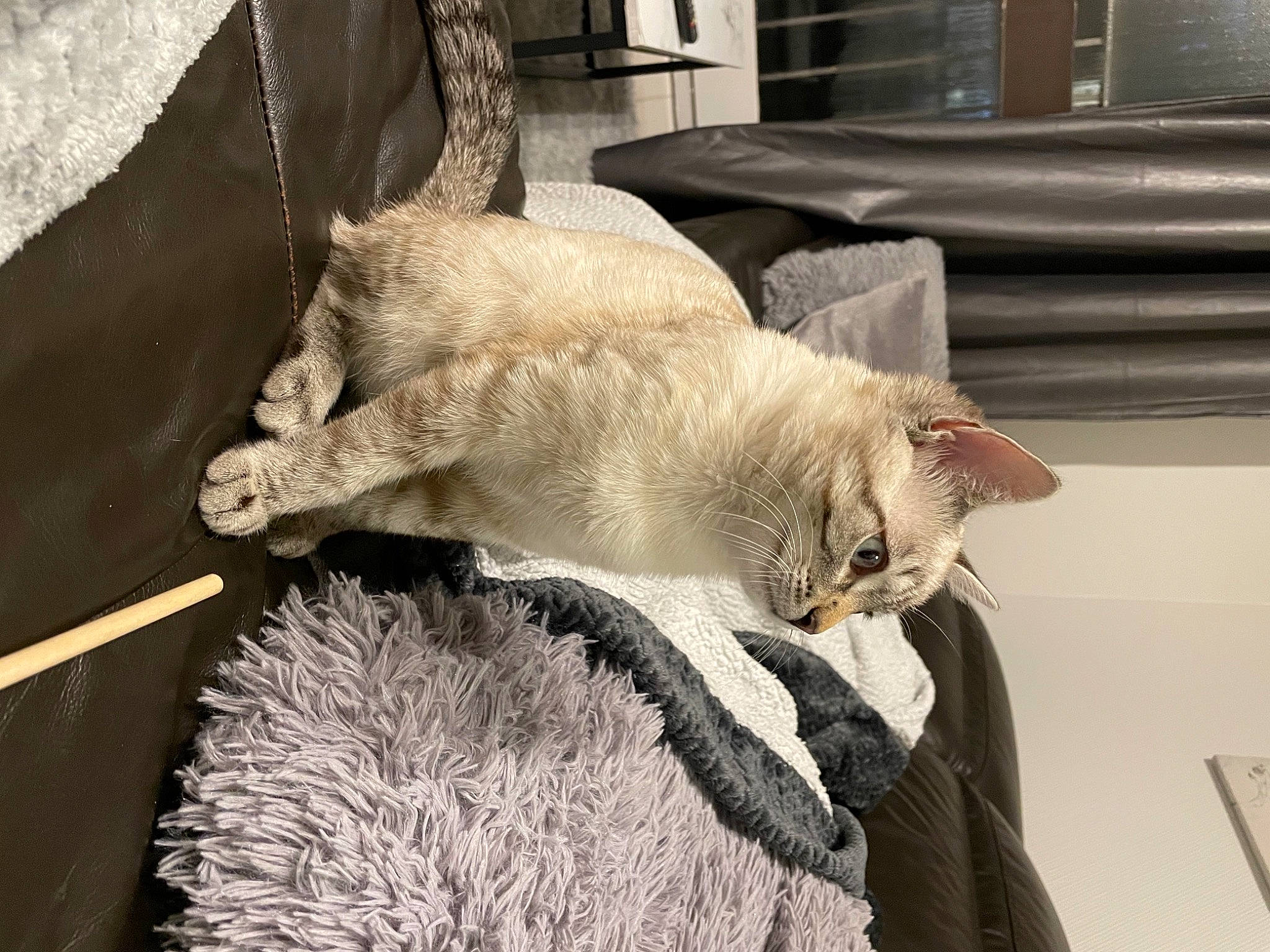 Baby participe au concours pour gagner de l'argent avec cette photo : canidae, carnivore, cat, claw, comfort, domestic_short_haired_cat, fawn, felidae, fur, linens, mammal, nap, small_to_medium_sized_cats, snout, sporting_group, tail, whiskers, window, wood, wool