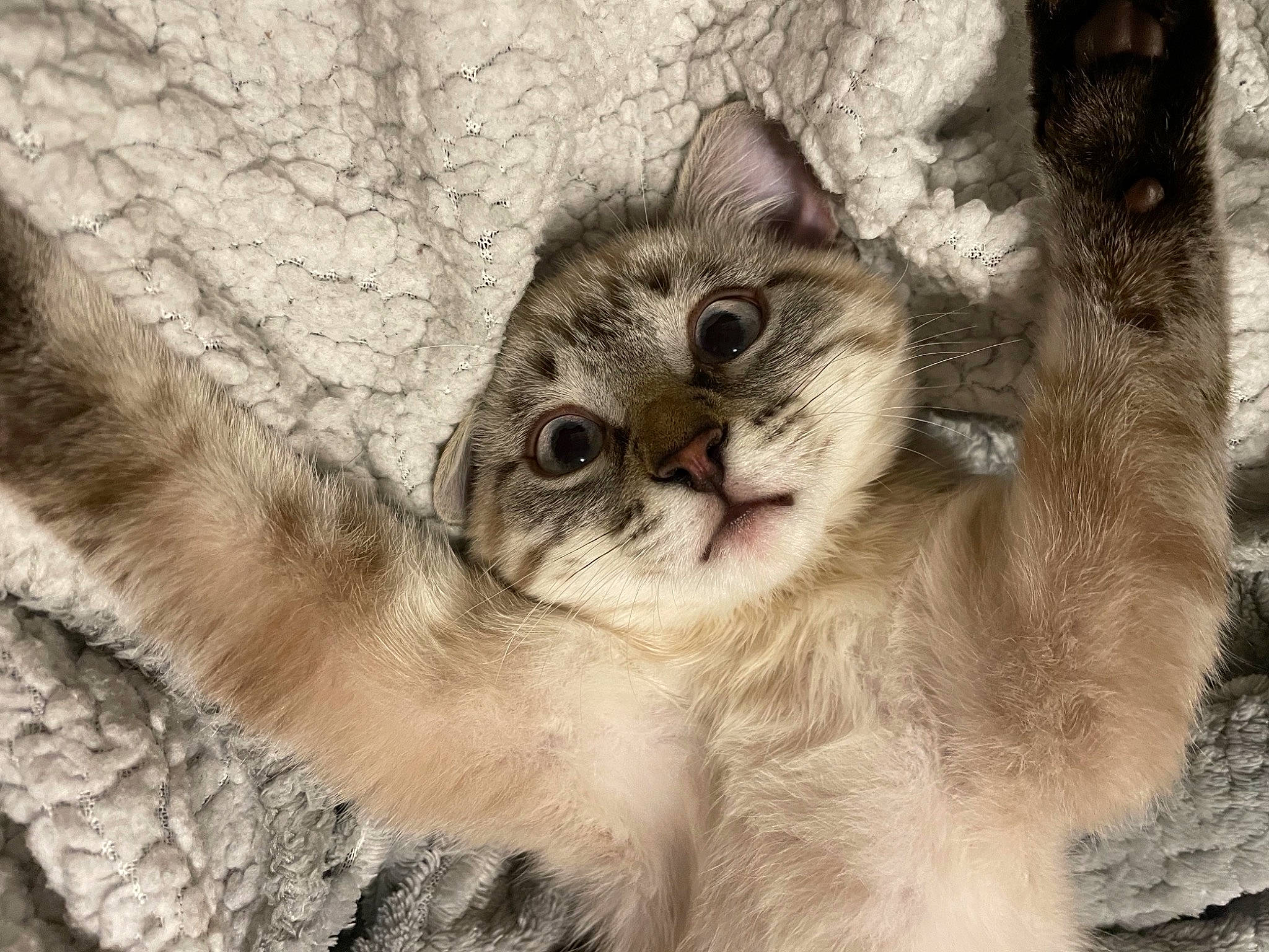 Baby a rejoint le concours — aidez-le/la à gagner de superbes lots ! carnivore, cat, claw, domestic_short_haired_cat, fawn, felidae, fur, paw, photo_caption, plant, small_to_medium_sized_cats, snout, tail, terrestrial_animal, tree, whiskers, wildlife, wood