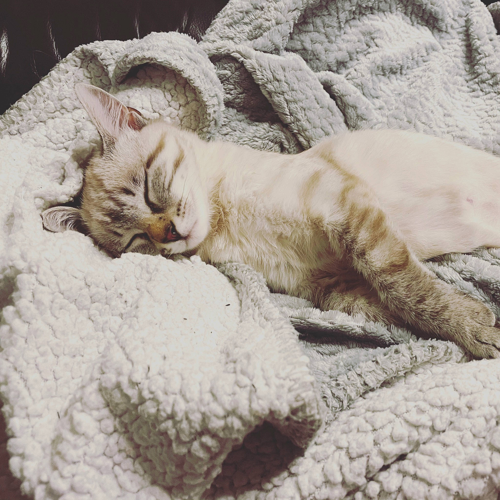 Baby a rejoint le concours — aidez-le/la à gagner de superbes lots ! bedding, carnivore, cat, claw, comfort, domestic_short_haired_cat, fawn, felidae, fur, grey, linens, nap, paw, small_to_medium_sized_cats, snout, tail, terrestrial_animal, whiskers, wildlife, wood