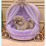 Sugar Plum is registered to the contest to win money with this photo: animal, carriage, cat, cats, couch, cushion, fluffy, fur, indoor, kittens, lavish, persian_cat, pet, portrait, princess, purple, royal, sitting, smartphone_screenshot, toy_carriage