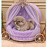 animal, carriage, cat, cats, couch, cushion, fluffy, fur, indoor, kittens, lavish, persian_cat, pet, portrait, princess, purple, royal, sitting, smartphone_screenshot, toy_carriage