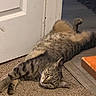 Appa joined the competition — help win amazing prizes! cat, tabby, feline, pet, animal, lying_down, upside_down, relaxed, playful, fur, striped, whiskers, green_eyes, paws, tail, carpet, indoor, home, doorway, hardwood_floor
