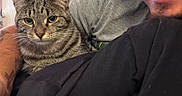 Appa joined the competition — help win amazing prizes! cat, tabby_cat, human, man, selfie, portrait, indoors, couch, sitting, smiling, face, whiskers, ears, fur, pet, companion, black_shirt, poster, tattoo, relaxed