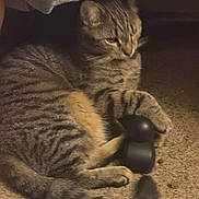 Appa joined the competition — help win amazing prizes! cat, tabby_cat, striped_fur, pet, animal, feline, sitting, lying_down, paws, tail, whiskers, ears, face, carpet, indoor, home, blanket, game_controller, playful, cozy