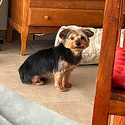 Maia participe au concours pour gagner de l'argent avec cette photo : dog, small_dog, indoor, tile_floor, wooden_furniture, cushion, pet, animal, curious, brown, black, tan, floor, home, domestic, standing, fur, ears, eyes, room