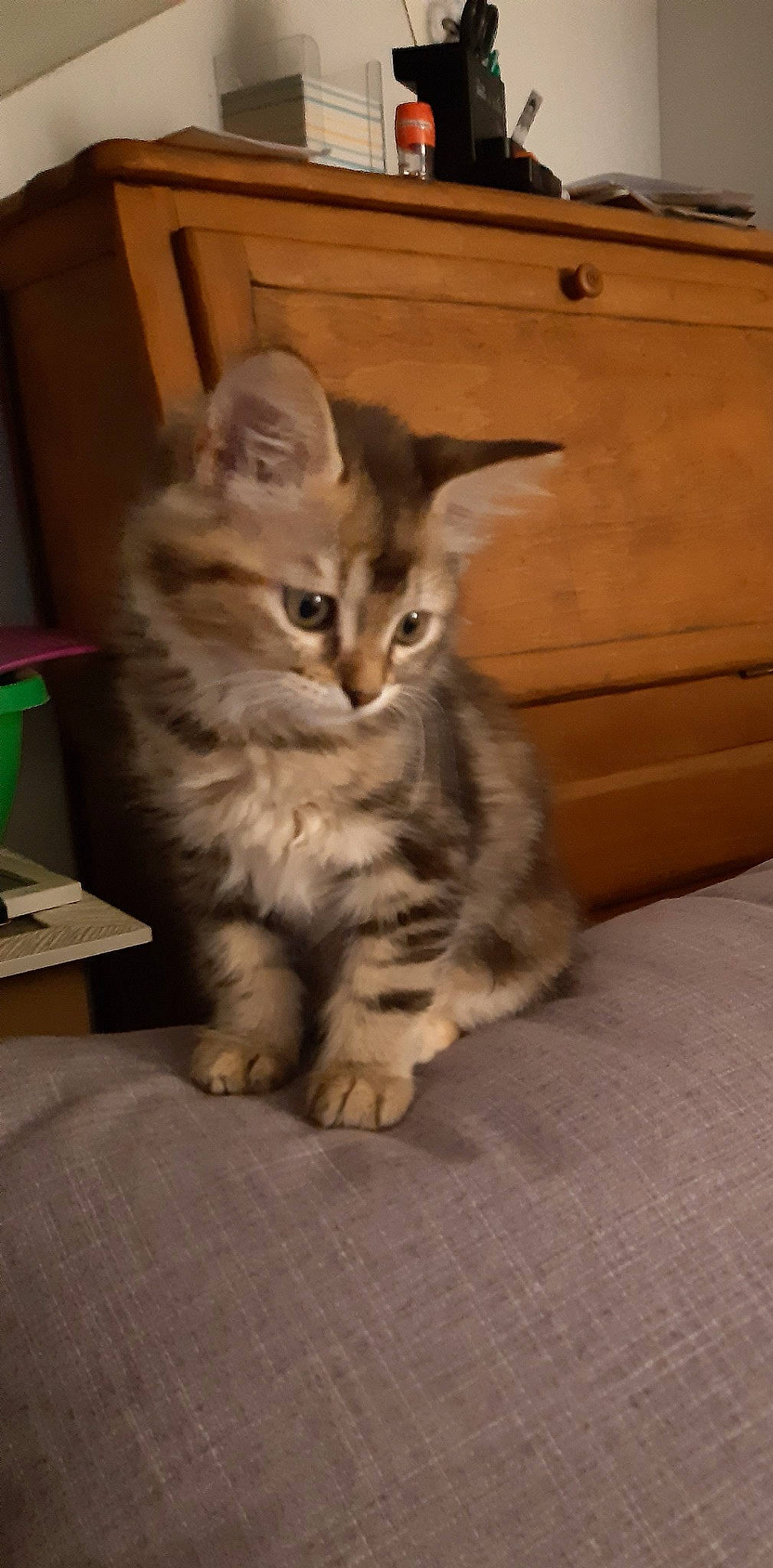 Stella a rejoint le concours — aidez-le/la à gagner de superbes lots ! box, cabinetry, carnivore, cat, chest, chest_of_drawers, comfort, couch, domestic_short_haired_cat, drawer, fawn, felidae, flooring, hardwood, paw, small_to_medium_sized_cats, snout, tail, whiskers, wood