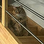 cat, stairs, wood, railing, indoor, pet, feline, fur, animal, sitting, green_eyes, looking, wooden_stairs, domestic_cat, quiet, calm, house, home_interior, metal_rail, portrait