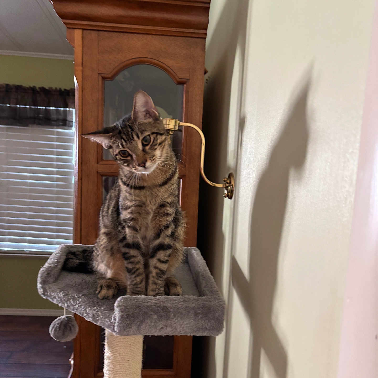 Broz is registered to the contest to win money with this photo: animal, blinds, cat, cat_tree, cozy, curious, domestic_cat, floor, furniture, head_tilt, home, indoor, pet, playful, shadow, sitting, tabby_cat, wall, window, wooden_cabinet