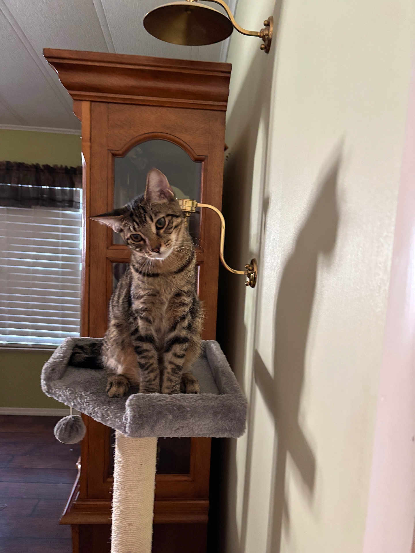 Broz is registered to the contest to win money with this photo: animal, blinds, cat, cat_tree, cozy, curious, domestic_cat, floor, furniture, head_tilt, home, indoor, pet, playful, shadow, sitting, tabby_cat, wall, window, wooden_cabinet