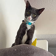 Yoda is registered to the contest to win money with this photo: cat, kitten, gray_cat, white_patch, collar, bell, turquoise_tag, cat_tree, plush_bed, indoor, looking_down, green_eyes, whiskers, curious, portrait, ceiling, wall, yellow_toy, furniture, pet