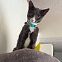 cat, kitten, gray_cat, white_patch, collar, bell, turquoise_tag, cat_tree, plush_bed, indoor, looking_down, green_eyes, whiskers, curious, portrait, ceiling, wall, yellow_toy, furniture, pet
