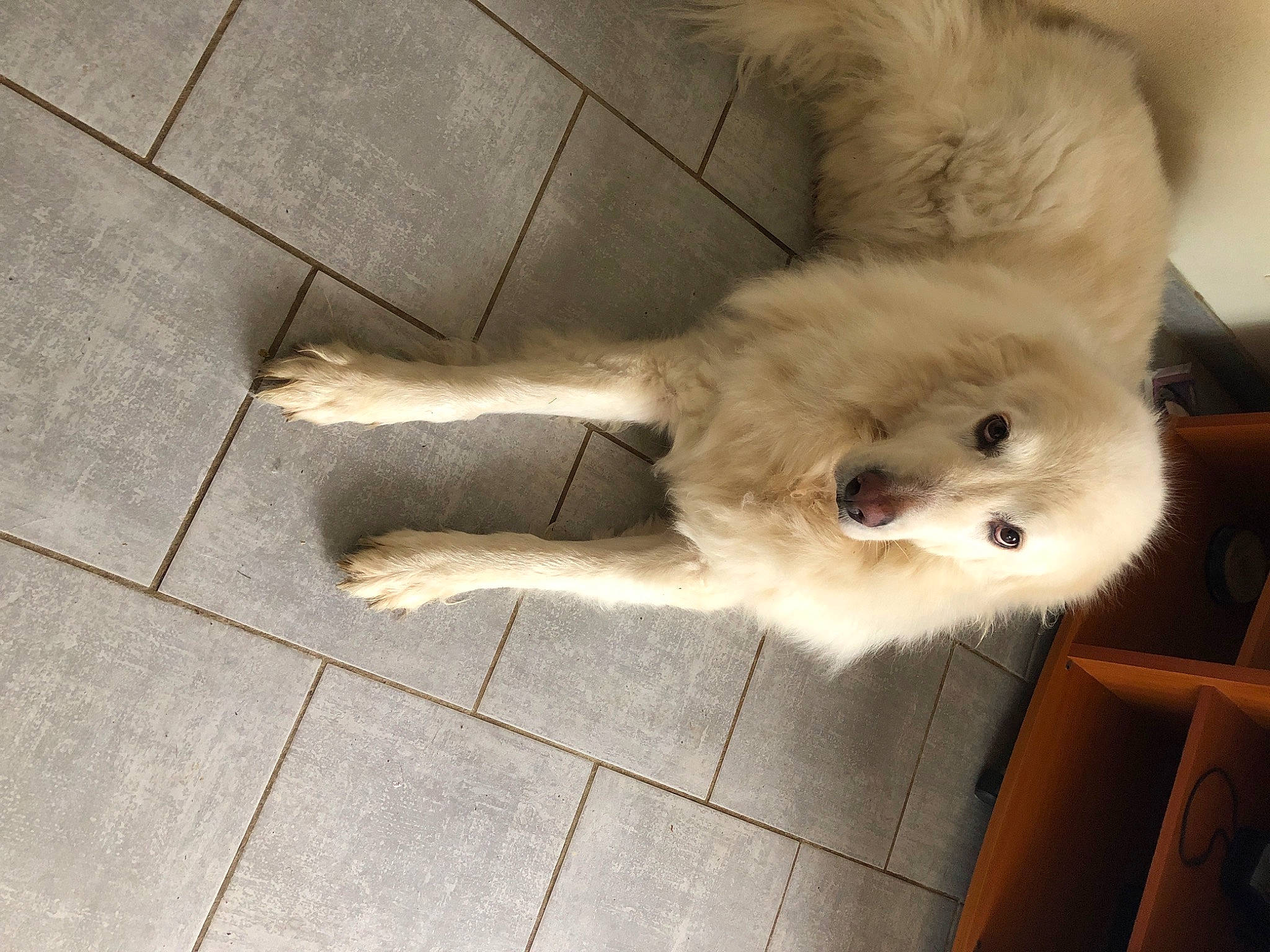 Lénone a rejoint le concours — aidez-le/la à gagner de superbes lots ! carnivore, companion_dog, dog, dog_breed, fawn, felidae, flooring, foot, fur, german_spitz, paw, samoyed, small_to_medium_sized_cats, snout, spitz, tail, toy_dog, whiskers, wood, working_animal