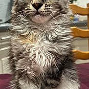 Athéna participe au concours pour gagner de l'argent avec cette photo : kitten, cat, fluffy, fur, indoor, pet, animal, sitting, curious, closeup, whiskers, tail, brown, white, gray, eyes, young, cute, domestic, feline
