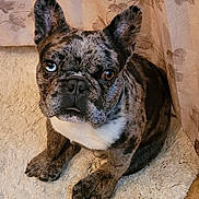 Hughie joined the competition — help win amazing prizes! animal, blue_eye, brindle, brown_eye, canine, companion, curtains, cute, dog, ears, floral_pattern, french_bulldog, fur, heterochromia, indoor, paw, pet, portrait, rug, sitting