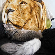 Clyde is registered to the contest to win money with this photo: animal, black_blanket, blanket, cat, collar, comfort, cozy, cute, fluffy_tail, fur, gray_cat, home, indoor, lion_blanket, napping, pet, relaxing, resting, sleeping, soft