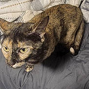 Cookie Dough is registered to the contest to win money with this photo: cat, tortoiseshell, bed, blanket, cozy, indoor, pet, feline, animal, fur, curious, looking_up, soft_texture, resting, whiskers, ears, paws, domestic, cute, companion