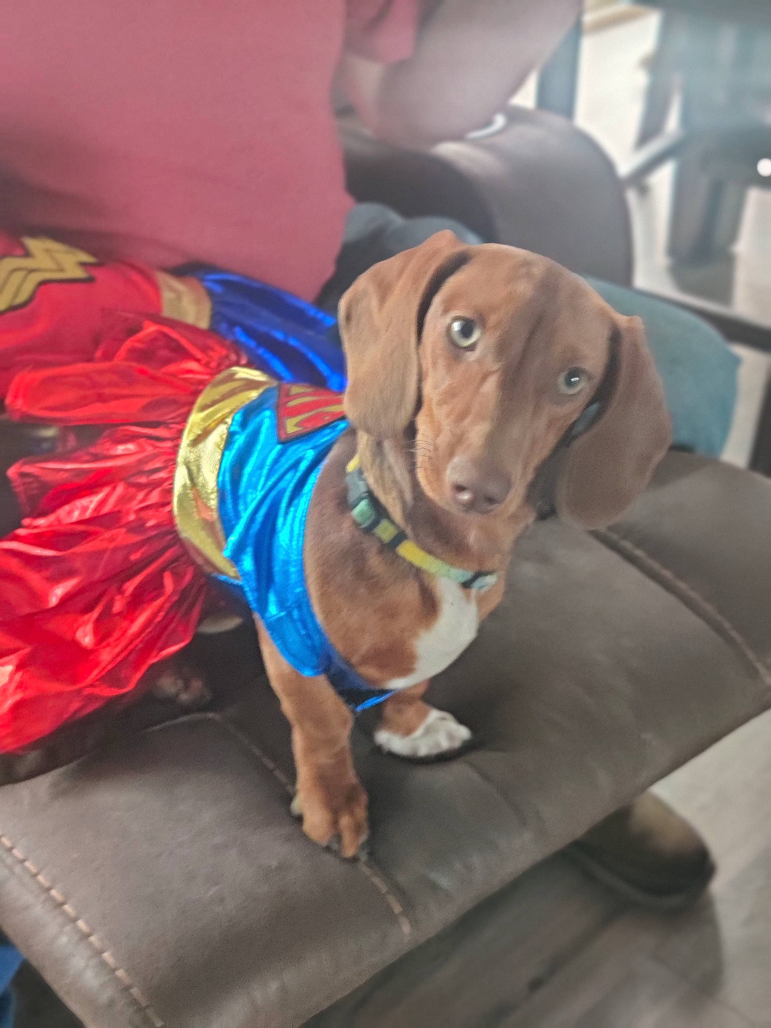 Annabeth joined the competition — help win amazing prizes! canidae, carnivore, collar, comfort, companion_dog, dog, dog_breed, dog_clothes, dog_collar, dog_supply, electric_blue, fawn, hound, leash, liver, pet_supply, snout, sporting_group, working_animal