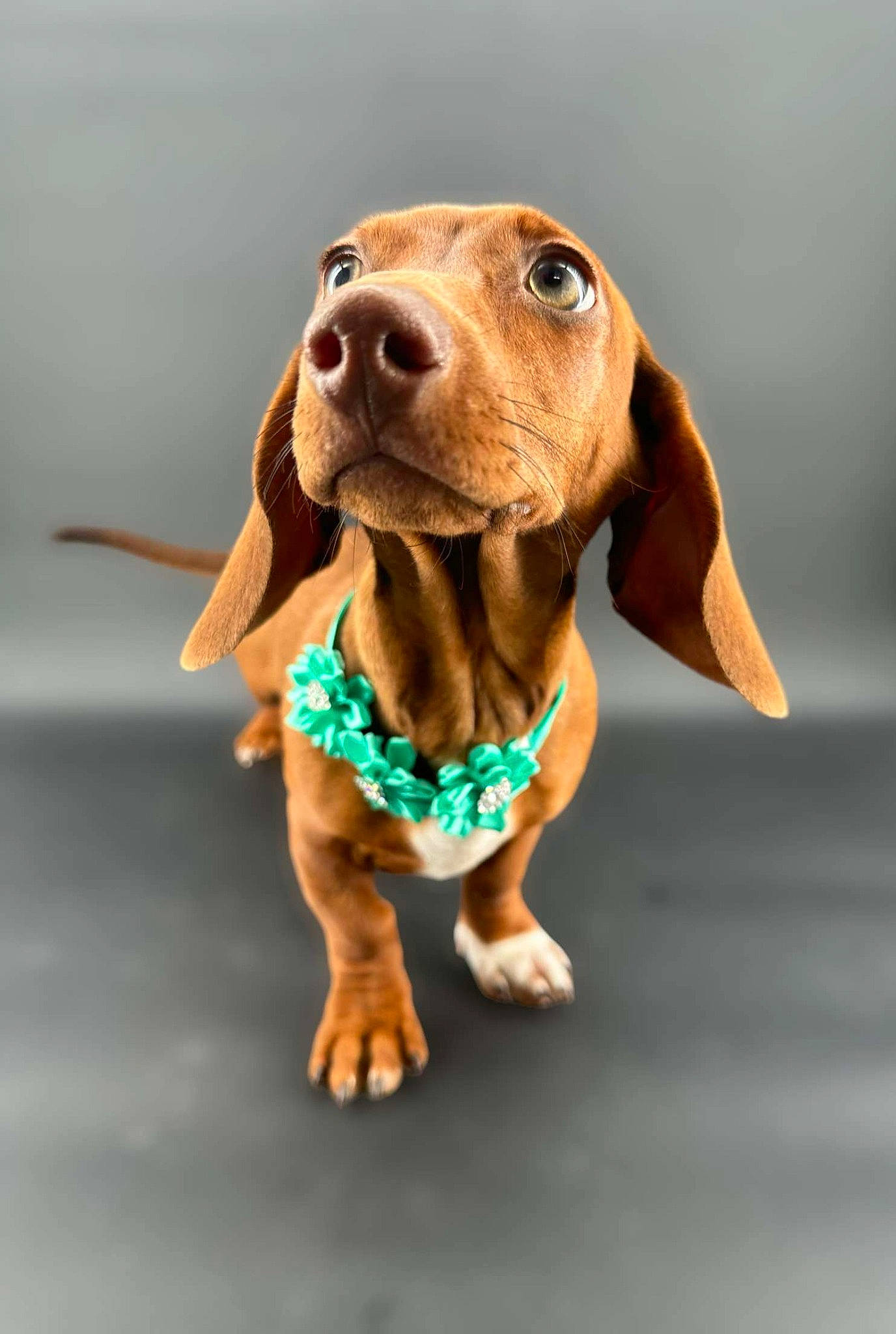 Annabeth is registered to the contest to win money with this photo: canidae, carnivore, companion_dog, dog, dog_breed, dog_clothes, dog_supply, fawn, hound, hunting_dog, liver, pet_supply, puppy, snout, sporting_group, terrestrial_animal, toy, whiskers, working_animal, working_dog