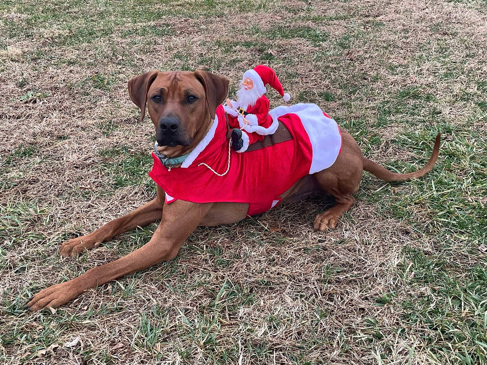 Endo joined the competition — help win amazing prizes! canidae, carmine, carnivore, collar, companion_dog, dog, dog_breed, dog_clothes, dog_collar, dog_supply, fashion_accessory, fawn, grass, leash, pet_supply, plant, sporting_group, toy_dog, working_animal, working_dog