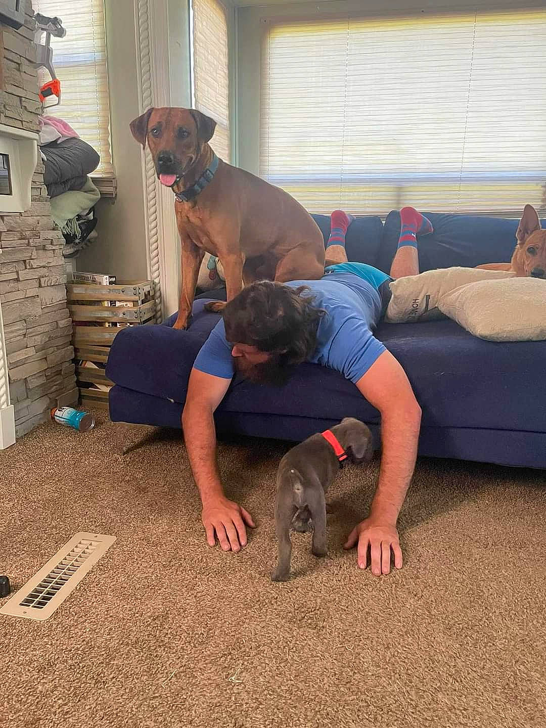 Endo is registered to the contest to win money with this photo: barefoot, carnivore, comfort, couch, dog, dog_breed, fawn, floor, flooring, grass, hardwood, house, leisure, room, shorts, sitting, t_shirt, vertebrate, window, working_animal