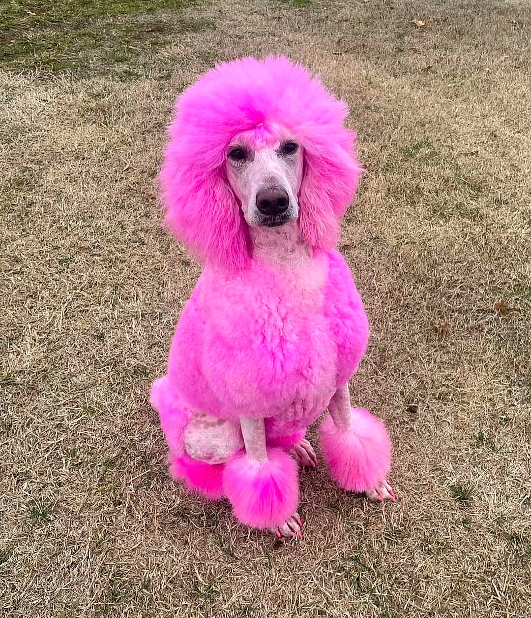 Iris joined the competition — help win amazing prizes! canidae, carnivore, companion_dog, dog, dog_breed, dog_supply, fashion_accessory, fur, grass, lace_wig, magenta, pet_supply, pink, poodle, purple, snout, soil, sporting_group, tail, water_dog